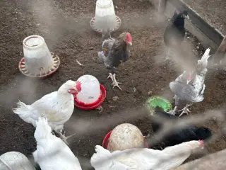 høns på cirka 3 måneder gamle til salg Zone Varde.