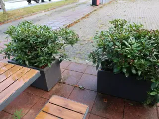2 stk. krukker med planter