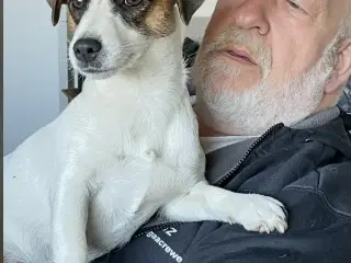 🐶🐶 Jack Russell Udstationering 🐶🐶 ikke salg 
