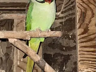 Konge Alexanderparakit 