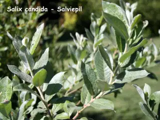 Pilestiklinger til hæk - Salix candida