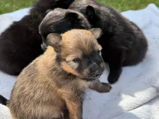 Pomeranian han hvalpe