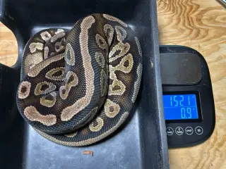 konge python 