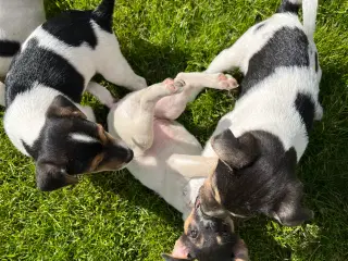 Dansk svensk gårdhunde hvalpe sælges