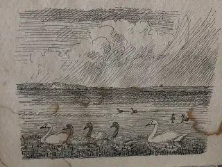 Pibesvaner svømmende med unge fugle