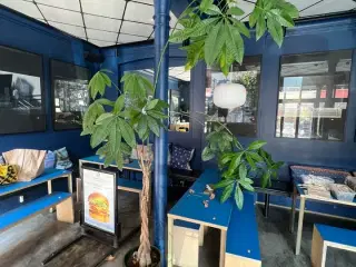 Forskellige planter i krukker