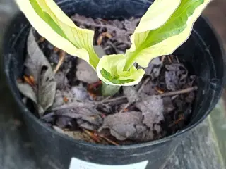Hosta i potte 