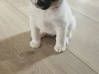 Hundehvalpe 