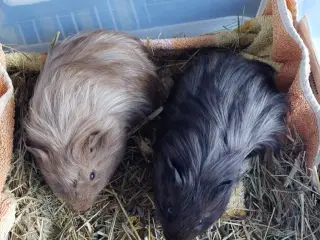 2 marsvin unger (brødre)