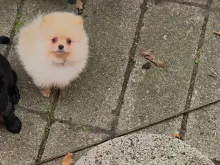 Så der kun lille Conrad tilbage 