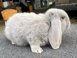 FRANSK VÆDDER HAN EGERN