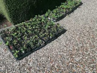 Pottede jordbærplanter