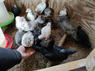 Kyllinger, Grænlægger