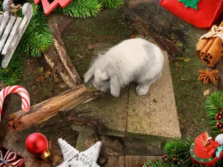 Smuk Løvehoved pige på ca 7 mdr