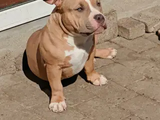 American Bully hvalpe. 
