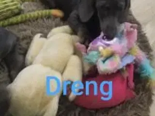 Korthåret Gravhund hvalp i unik farve Blå 