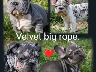 Fransk bulldog 