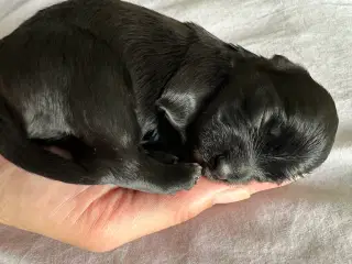 Bichon Havanais hvalpe