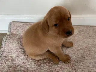 Labrador - Fox farvede