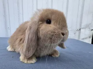 Mini lop hankanin 