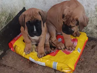 Cane Corso Italiano hvalpe sælges 