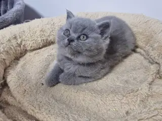 British shorthair killinger