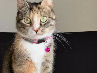Katte med sundhedbog 