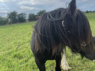 Hest plag Irish Cop