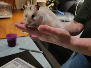 Hamster med bur