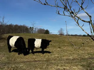 Flot belted Galloway tyr
