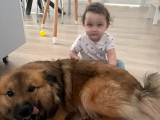 Islands fårehund snart 1 år 