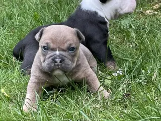 New english bulldog