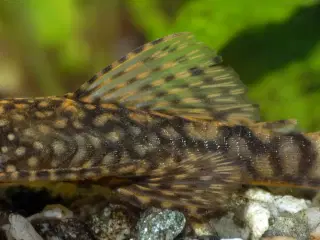 Ancistrus SP