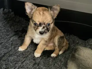 Chihuahua langhåret