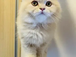 Selkirk rex, langhår