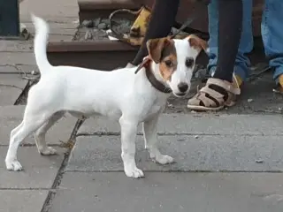1 Skønheder tilbage 100% Ægte Han JRT