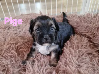 Smukke Bichon Havanais hvalpe