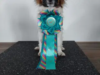 Papillon han hvalpe