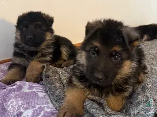 Schæfer hvalpe med DKK stamtavle 