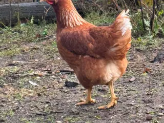 Brune Lohmann høne kyllinger 
