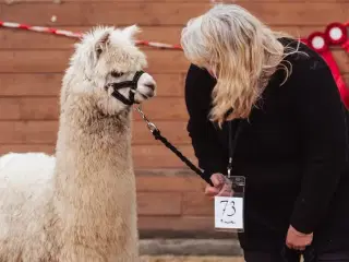 4  stk Alpaca 