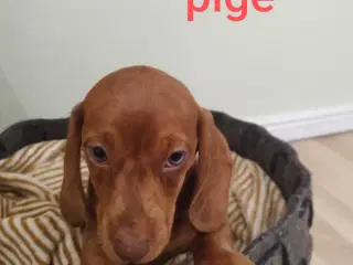 GRAVHUNDE HVALPE KORTHÅRET                        