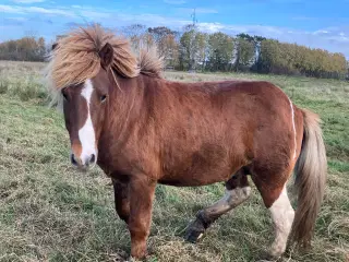 Islændervallak, 3 1/2år