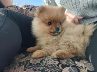 pomeranian