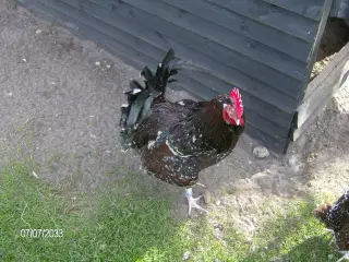 Sussex Porcelænsfarvet