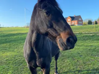 Stabil skovtur evt. distance hest sælges