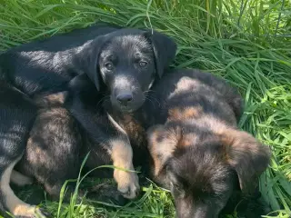 Bibi søger sin egen familie❤️
