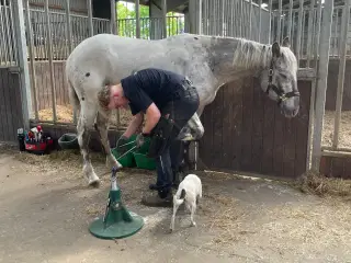 Knabstrupper ung heste
