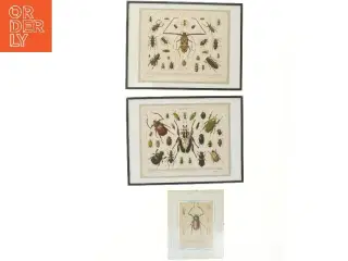 Sæt af insektprint i rammer (str. 41x31 cm)
