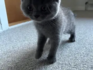 British shorthair han killing sælges